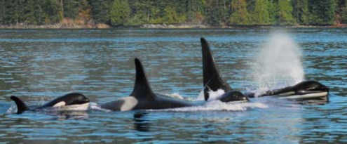 Orcas on Vancouver Island
