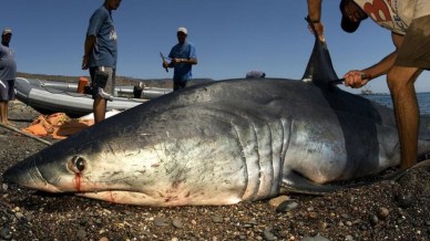 21. RcPtRBaIlhPyyNf-800x450-noPad