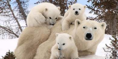 Polar Bear Family Portraits