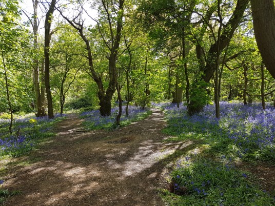 Bluebells 3
